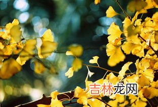 银杏叶的功效与作用,银杏叶的功效和作用