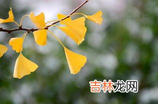 银杏叶的功效与作用,银杏叶的功效和作用