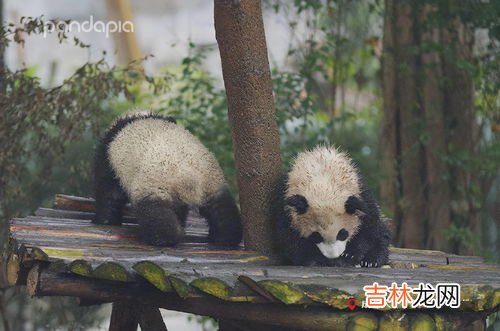 浣熊绒毛衣掉毛严重怎么办,浣熊绒毛衣掉毛严重怎么办