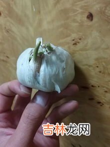 蒜头发芽还能吃吗,蒜头发芽了还能吃吗？