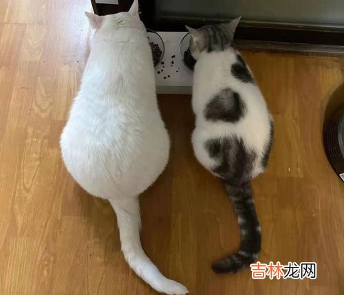 食草动物的消化道都比较长还是短,草食性动物和肉食性动物的 消化系统差异