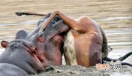 食草动物的消化道都比较长还是短,草食性动物和肉食性动物的 消化系统差异