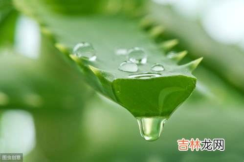 芦荟胶的作用和功效,芦荟胶的作用