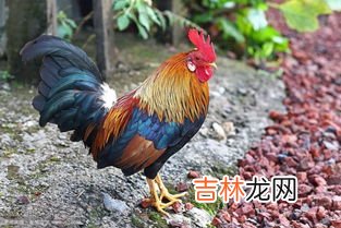 过春节是吃公鸡还是母鸡,过年拜神拿公鸡还是母鸡拜好啊，如果拿鸭呢行吗，公的还是母的好啊、？？、&#047;&#047;、？“”