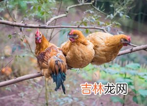过春节是吃公鸡还是母鸡,过年拜神拿公鸡还是母鸡拜好啊，如果拿鸭呢行吗，公的还是母的好啊、？？、&#047;&#047;、？“”