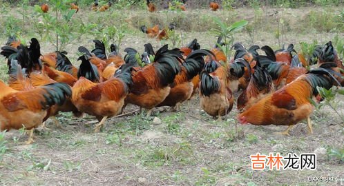 过春节是吃公鸡还是母鸡,过年拜神拿公鸡还是母鸡拜好啊，如果拿鸭呢行吗，公的还是母的好啊、？？、&#047;&#047;、？“”