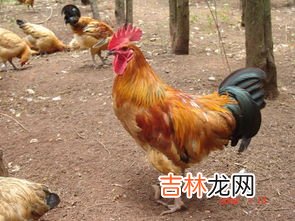 过春节是吃公鸡还是母鸡,过年拜神拿公鸡还是母鸡拜好啊,如果拿鸭呢行吗,公的还是母的好啊、??、//、?“”