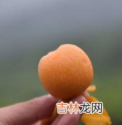 怎么摘树上的枇杷,怎么摘枇杷果