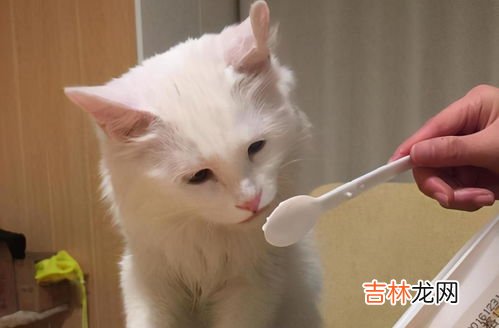 猫可以喝酸奶吗,猫能喝酸奶吗