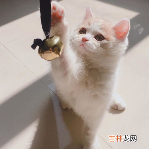 猫可以喝酸奶吗,猫能喝酸奶吗