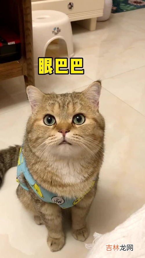 猫可以喝酸奶吗,猫能喝酸奶吗