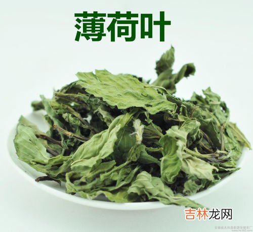 新鲜薄荷叶泡水的禁忌,薄荷泡水喝的功效作用和食用禁忌