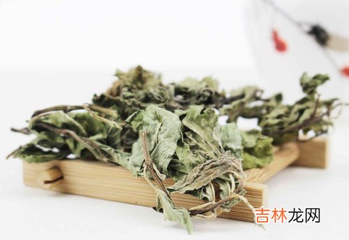 新鲜薄荷叶泡水的禁忌,薄荷泡水喝的功效作用和食用禁忌