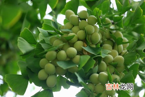 白果的食用方法和禁忌,白果的食用方法