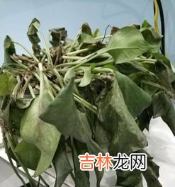 绿萝冬天怎么养不会死,绿萝冬天怎么养才能安全过冬