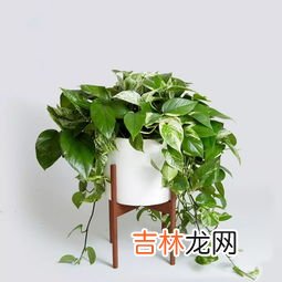 绿萝冬天怎么养不会死,绿萝冬天怎么养才能安全过冬