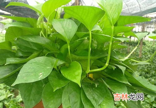 绿萝冬天怎么养不会死,绿萝冬天怎么养才能安全过冬