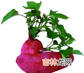 红薯的功效与作用,红薯功效有哪些