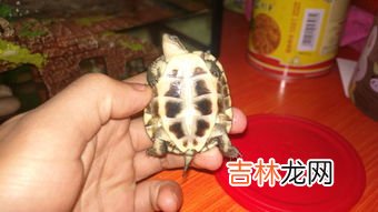 黄喉是什么部位,猪黄喉是哪个部位?