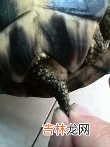 黄喉是什么部位,猪黄喉是哪个部位?