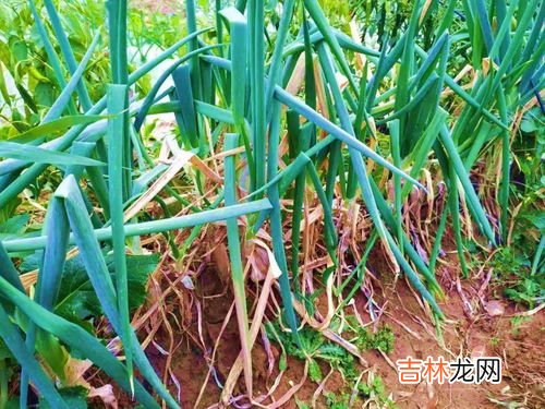 冬天大葱放桶里行吗,冬季大葱如何保存 冬天大葱的保存方法