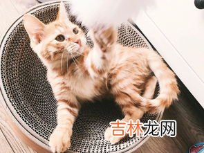 猫为什么会发出咕咕的声音,猫为什么会发出咕噜咕噜的叫声