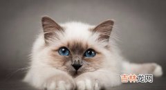 猫为什么会发出咕咕的声音,猫为什么会发出咕噜咕噜的叫声