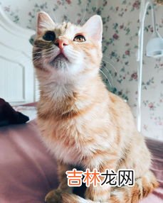 猫为什么会发出咕咕的声音,猫为什么会发出咕噜咕噜的叫声