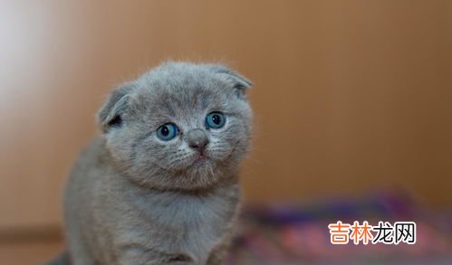 猫为什么会发出咕咕的声音,猫为什么会发出咕噜咕噜的叫声