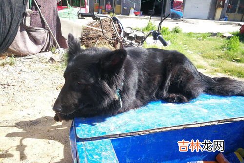 狼青犬会不会攻击人类,狼青犬可以散养吗？等长大之后会不会攻击人？