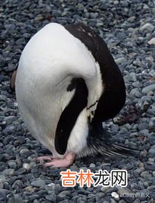 企鹅是否可以生活在赤道附近,赤道上有企鹅吗
