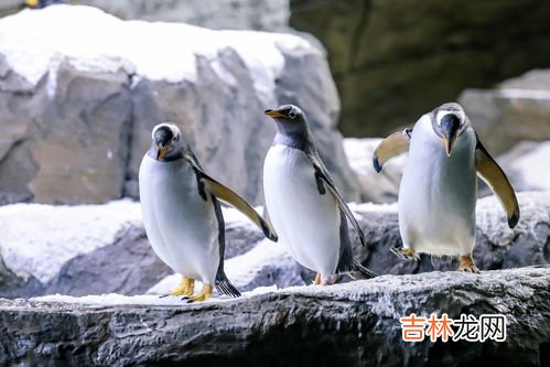 企鹅是否可以生活在赤道附近,赤道上有企鹅吗