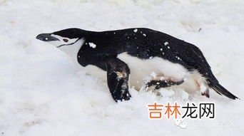 企鹅是否可以生活在赤道附近,赤道上有企鹅吗