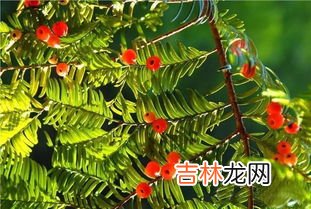 红豆杉的功效与作用,红豆杉功效与作用有哪些