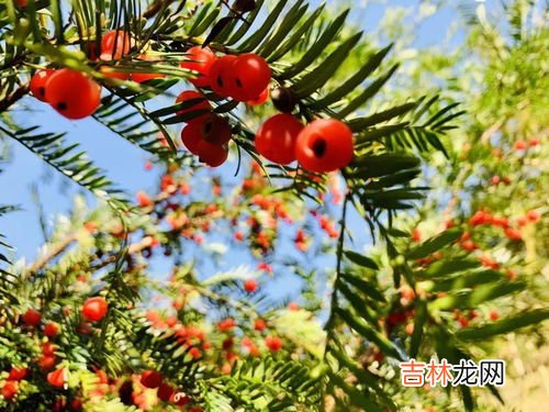 红豆杉的功效与作用,红豆杉功效与作用有哪些