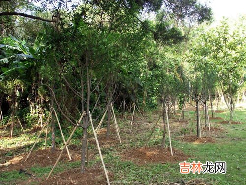 红豆杉的功效与作用,红豆杉功效与作用有哪些