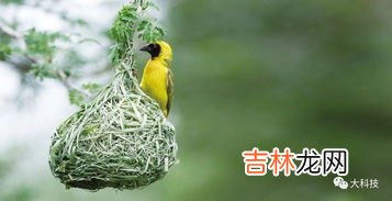 手机信号对鸟类有影响吗,我的手机和别人视频通话时手机里面发出尖尖的鸟叫声是怎么回事