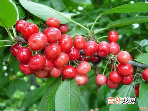樱桃洗了可以放多久,樱桃洗了能放多久 樱桃洗了隔一夜能吃吗