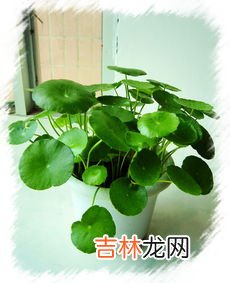铜钱草的养殖方法和注意事项,土培铜钱草的养殖方法和注意事项