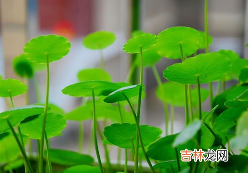 铜钱草的养殖方法和注意事项,土培铜钱草的养殖方法和注意事项