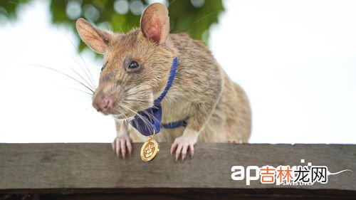 死老鼠的臭味有毒吗,死老鼠臭味有毒吗？