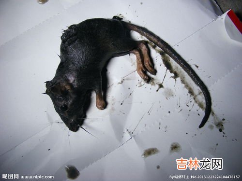 死老鼠的臭味有毒吗,死老鼠臭味有毒吗？