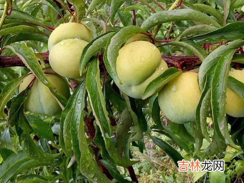 果赖目前生活在哪里,这不是花花是果赖是什么梗？