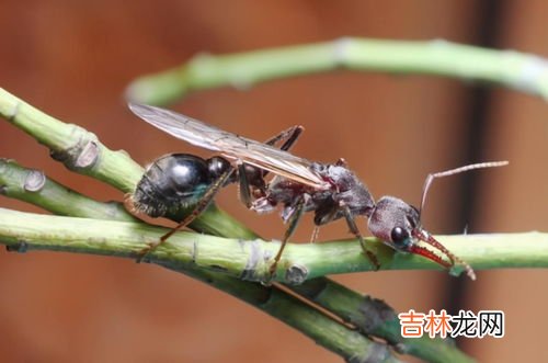 怎么防止蚂蚁进入家里,房间里有很多蚂蚁怎么办