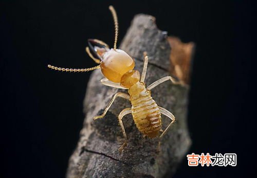 怎么防止蚂蚁进入家里,房间里有很多蚂蚁怎么办
