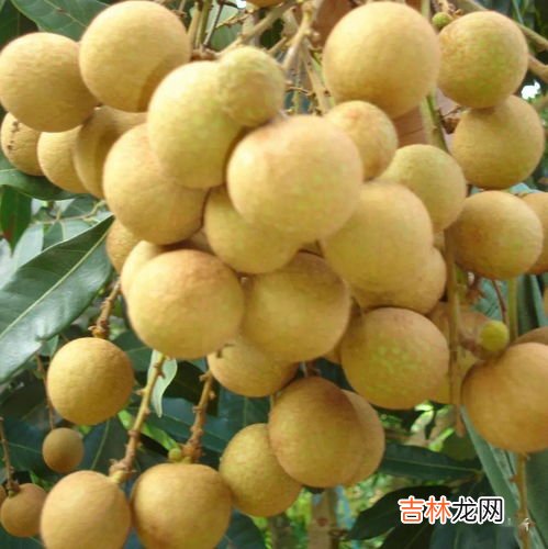 龙眼的主要功效与禁忌,龙眼肉的功效与作用及禁忌