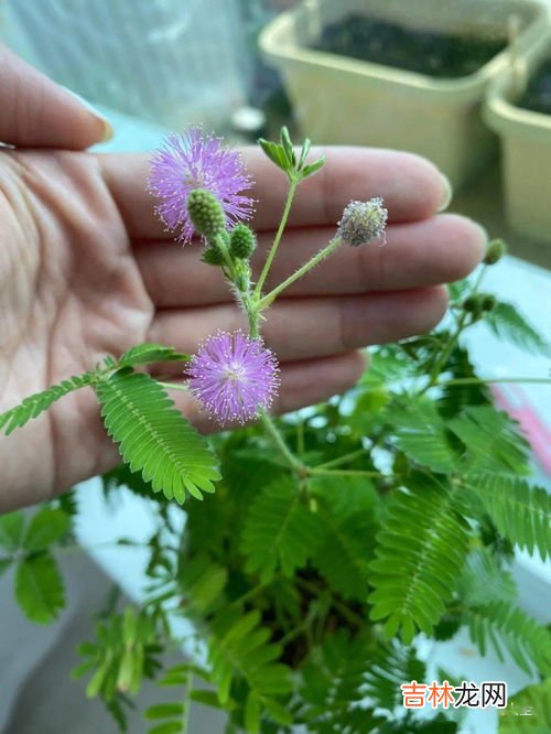 含羞草为什么一碰就合拢,为什么含羞草一碰就会合拢