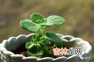 含羞草为什么一碰就合拢,为什么含羞草一碰就会合拢