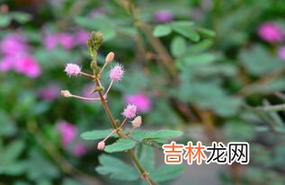 含羞草为什么一碰就合拢,为什么含羞草一碰就会合拢