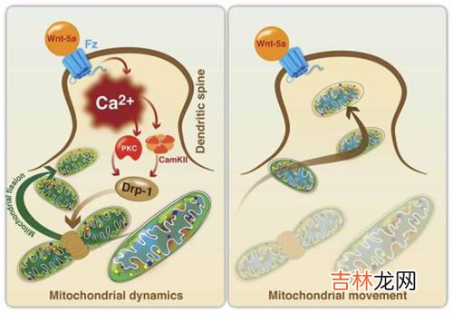 铁线虫会寄生在人体吗,铁线虫会寄生在人体吗？